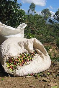 A basket of berries after harvesting