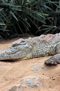 Big African Crocodile