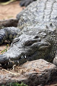 Big Crocodile