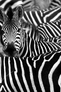 Close up from a Zebra in a herd