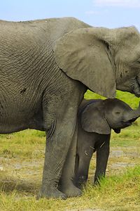 Elephant Family (Mutter und Kind)