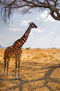 Giraffe Essen von einem Baum