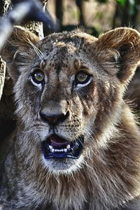 Lion King