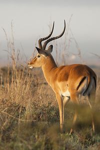 Thompsons Gazelle