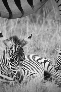 Zebra Mama und Baby