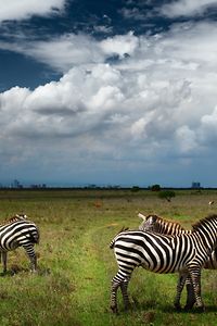 Zebras in der Savanne von Nairobi National Park