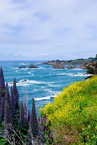 California Coast in Mendocino