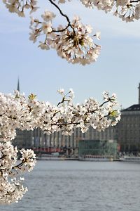 Cherry Blossom in Spring