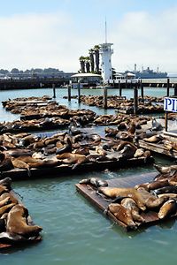 Leoni marini a Fisherman's Wharf