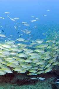 Mombasa Diving: A Fish School