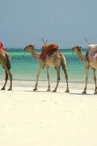 Camel caravan on the beach in Mombasa