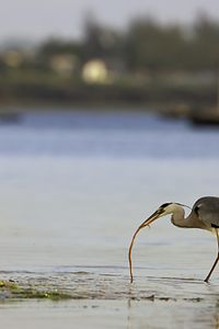 Great Blue Heron (Ardea Herodias)