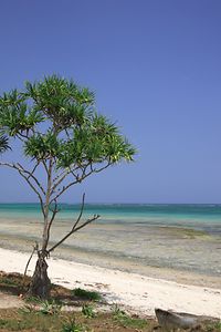 Stunning tropical beach with turquoise sea near Mombasa