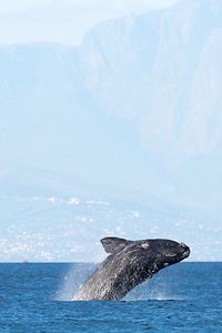 Breaching Whale at False Bay