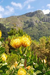 Kirstenbosch Botanical Garden