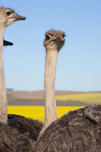 Ostriches