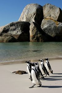 Penguins at Bolders Beach