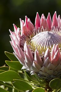 Protea Flower